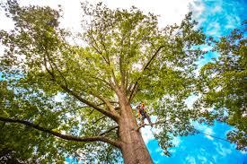 Best Tree Preservation Services  in Slaton, TX