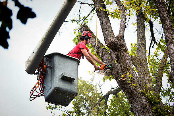 Best Seasonal Cleanup  in Slaton, TX